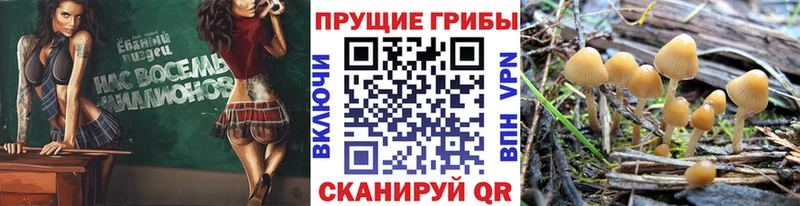 что такое   Жердевка  сайты даркнета формула  Псилоцибиновые грибы Psilocybe 